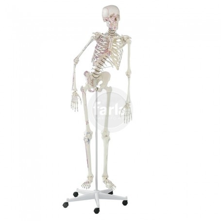 Skelet "Peter"