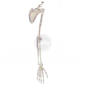 Handskelet met schoudergordel Handskelet met schoudergordel
