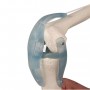 Kniegewricht met ligamenten met ondersteuning