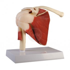 Scapulair gewricht, van natuurlijke grootte met spieren Scapulair gewricht, van natuurlijke grootte met spieren