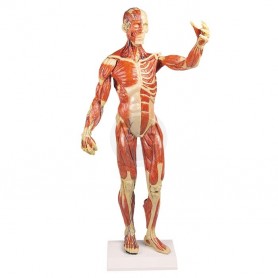Anatomisch model van de spier Anatomisch model van de spier