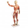 Anatomisch model van de spier