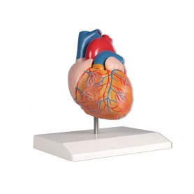Hart model Hart model